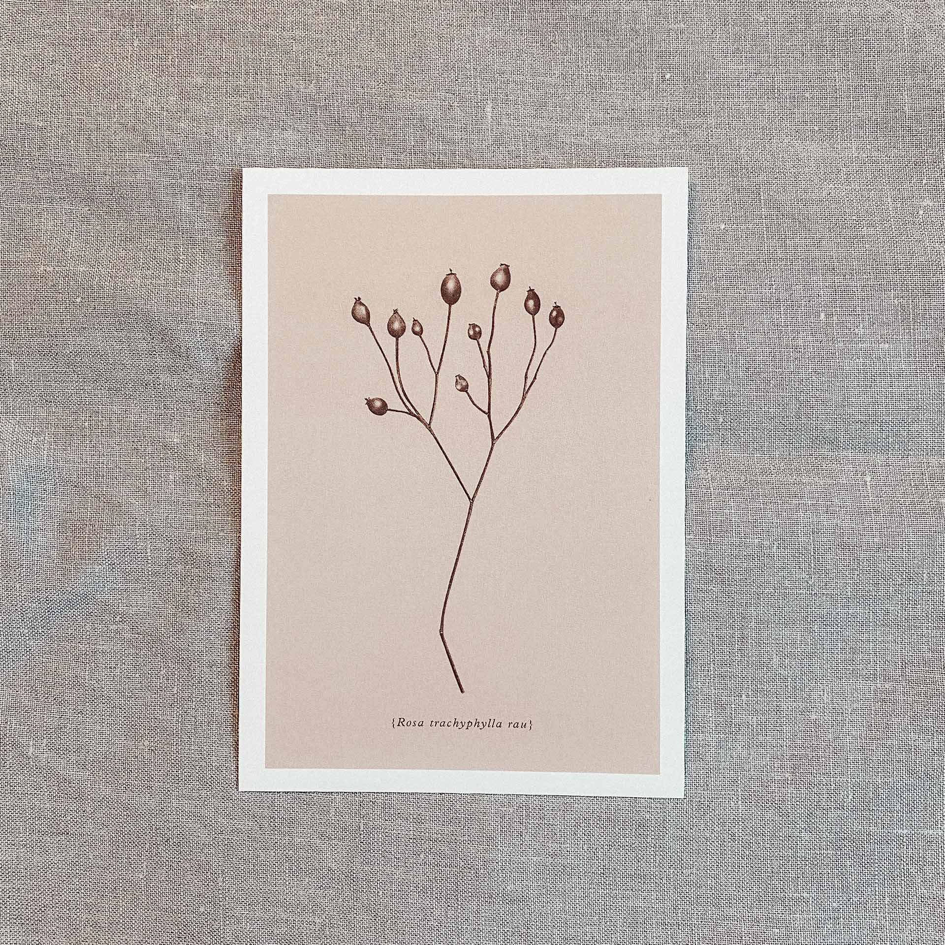 Postkarten Set Botanicals-5